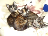 three tortie kittens