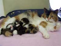 Ruby's Litter of Kittens