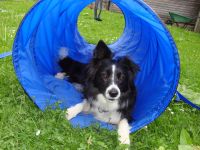 vixen in an agility tunnel